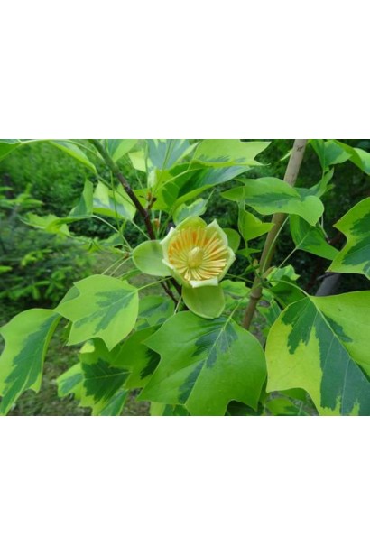 Liriodendron tulipifera Aureomarginatum